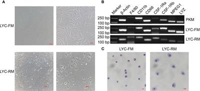 PU.1 Regulates Cathepsin S Expression in Large Yellow Croaker (Larimichthys crocea) Macrophages